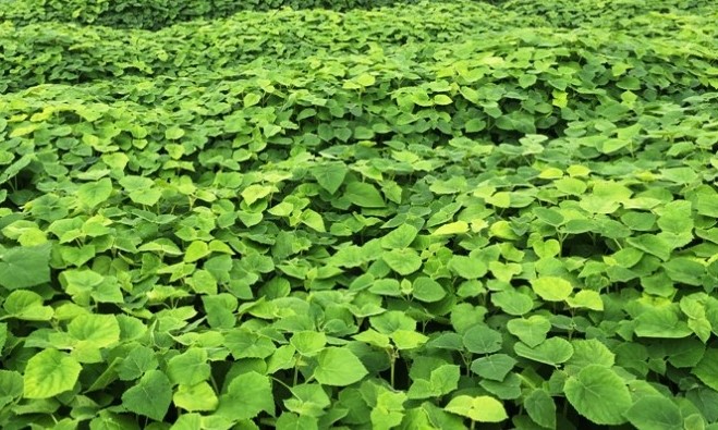 PAULOWNIA POLSKA &ndash; Drzewa Tlenowe 1