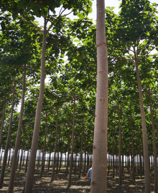 🌱 Szukamy działek pod uprawy drzew tlenowych !