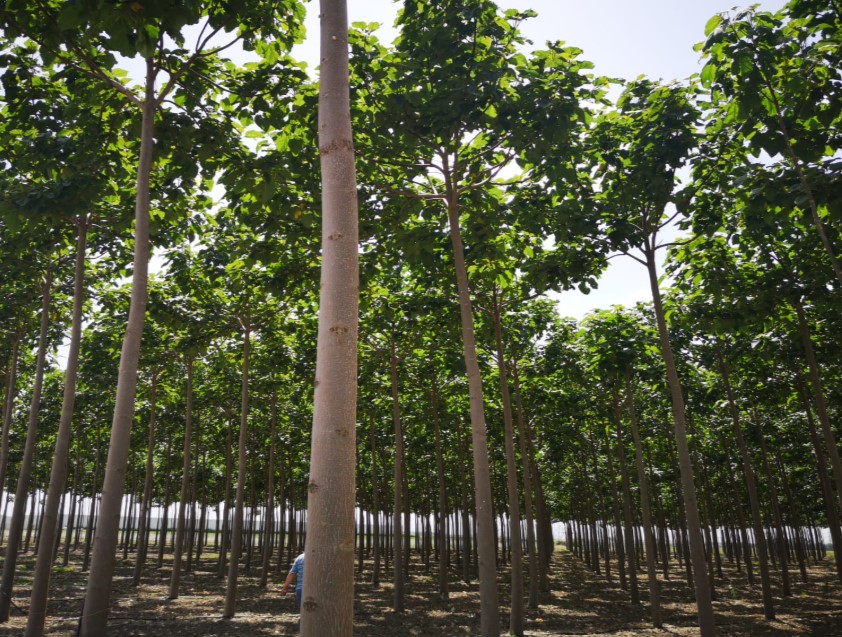 PAULOWNIA POLSKA &ndash; Drzewa Tlenowe 3