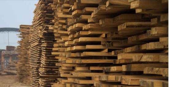 PAULOWNIA POLSKA &ndash; Drzewa Tlenowe 2